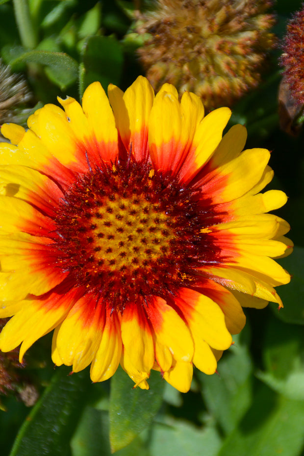 Blanket Flower, Mesa Bright