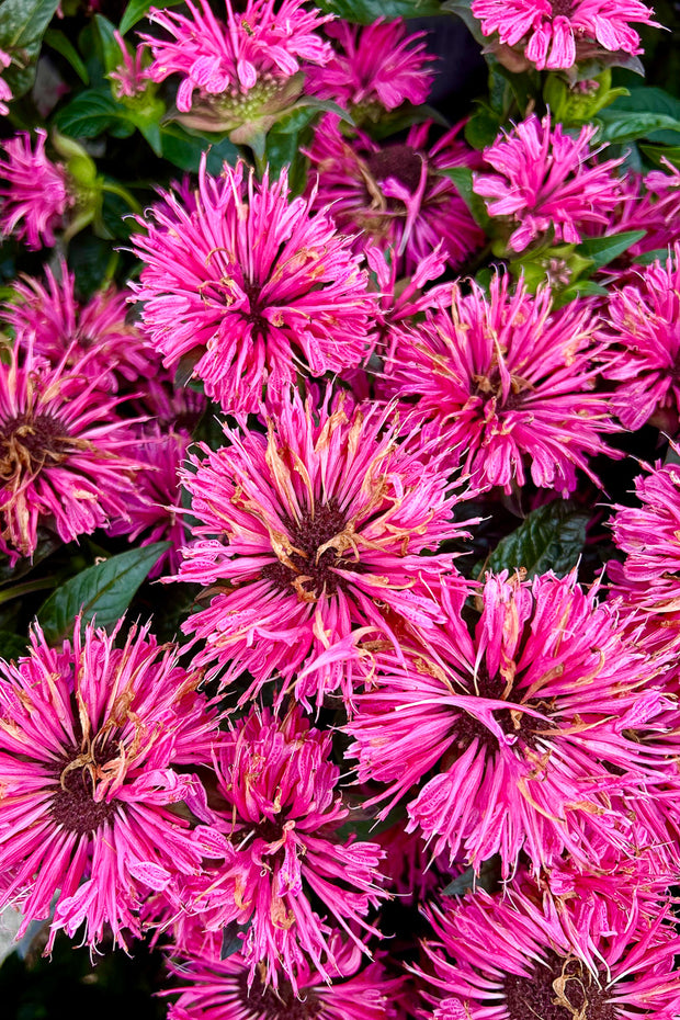 Bee Balm, Us Pink Chanille