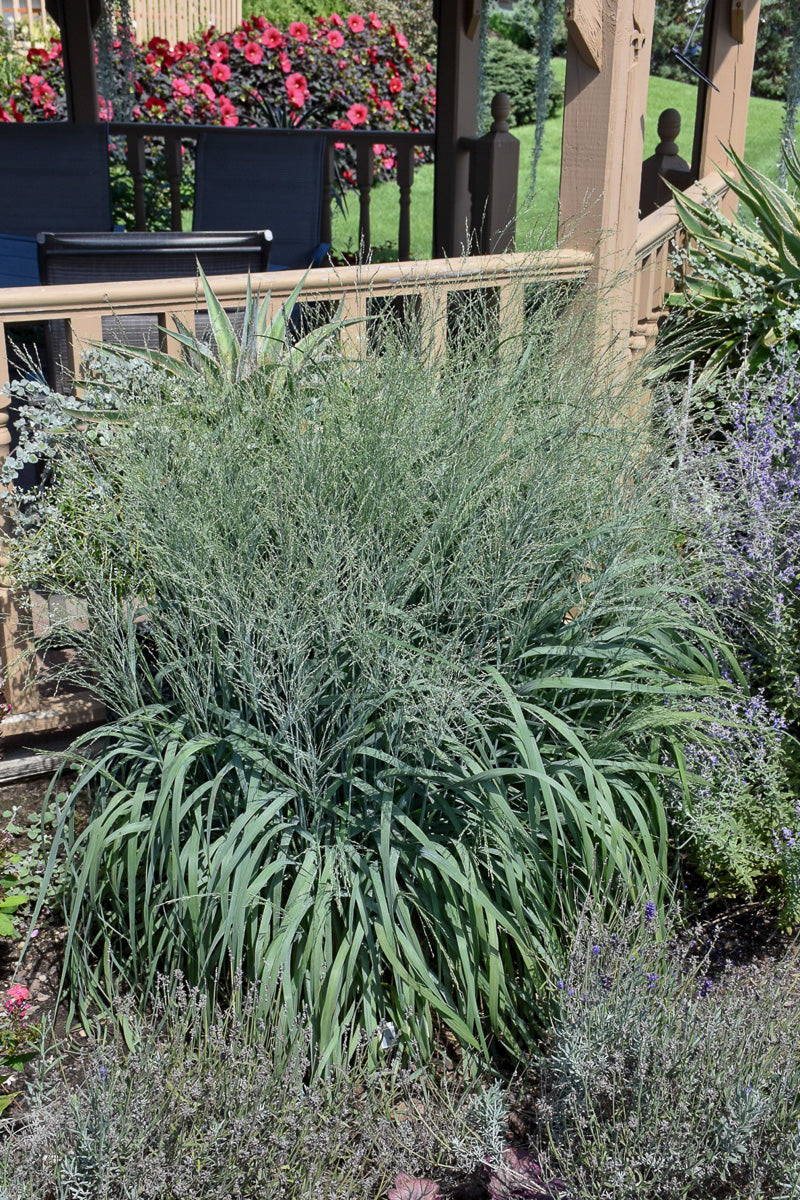 Grass, Switch Niagara Falls