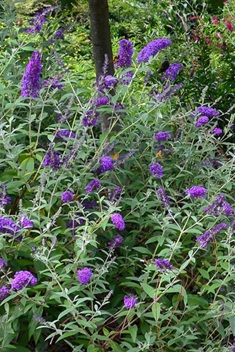 Butterfly-Bush, Groovy Grape