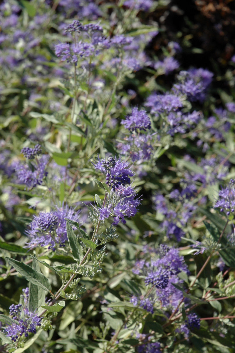 Blue Mist, Arthur Simmonds