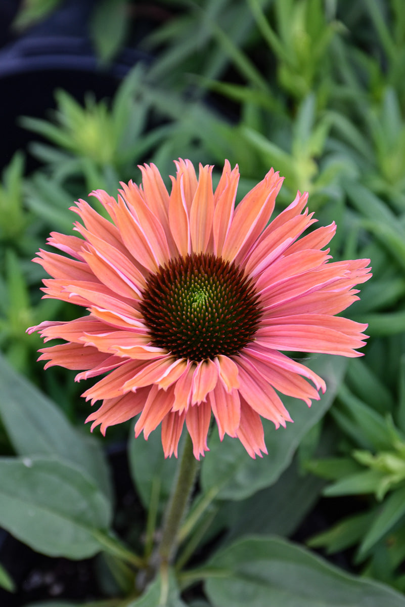 Coneflower, Sunseek Rainbow