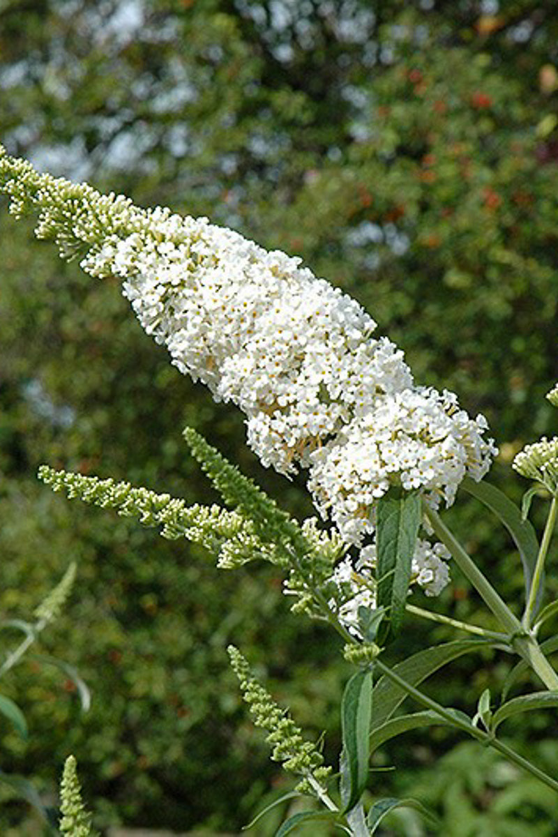 Butterfly-Bush, White Profusion