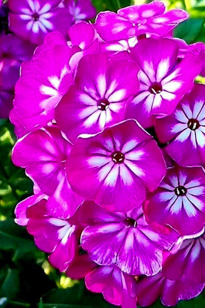 Garden Phlox, Modern Art