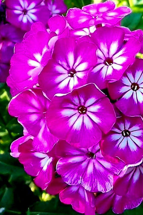 Garden Phlox, Modern Art