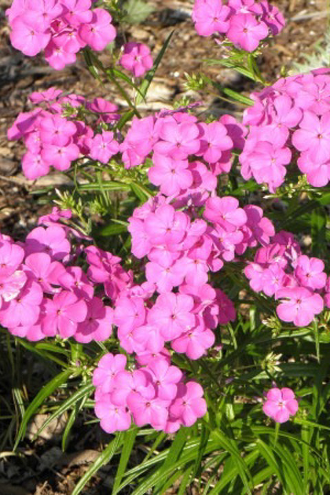 Hybrid Phlox, Wanda