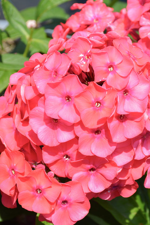 Phlox, Sunset Coral