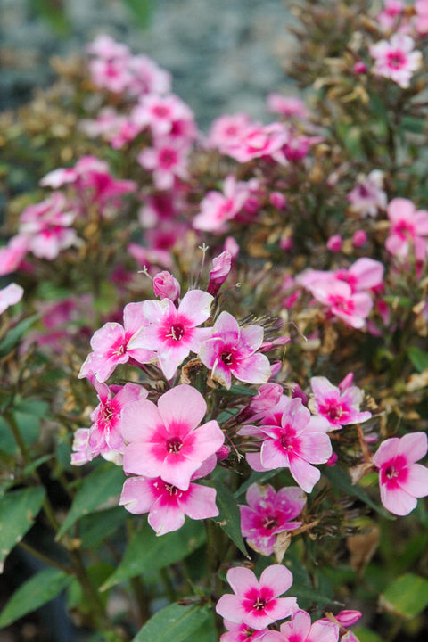 Garden Phlox, Early Pink