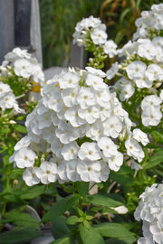 Phlox, Backlight