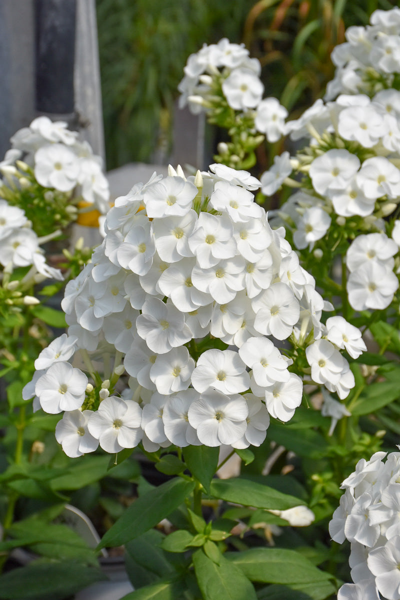 Garden Phlox, Backlight