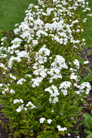 Phlox, Backlight