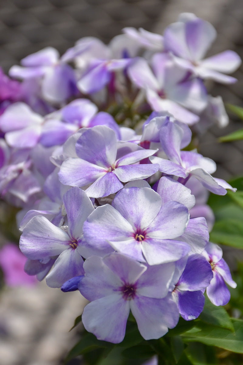 Phlox, Flame Light Blue