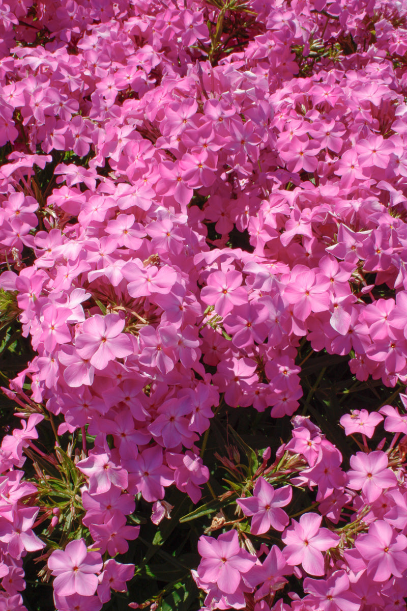 Phlox, Opening Act Ultrapink