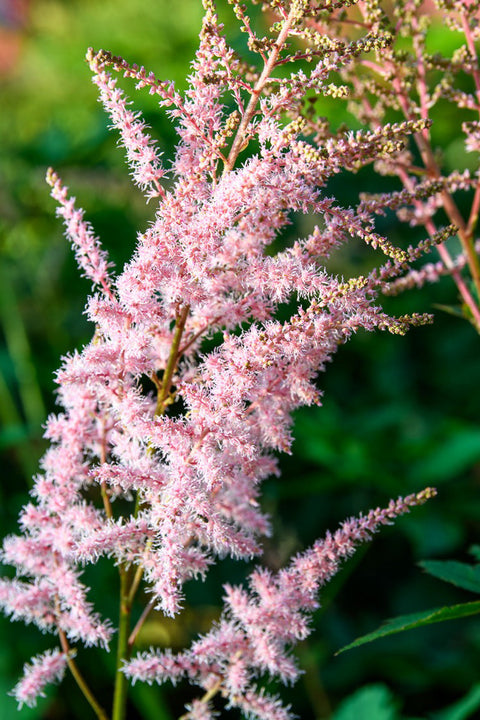 Astilbe, Mighty Pip