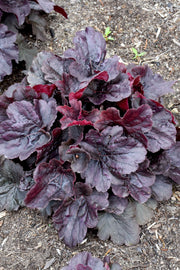 Coral Bells, Northern Exposure Black