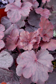 Coral Bells, Northern Exposure Black