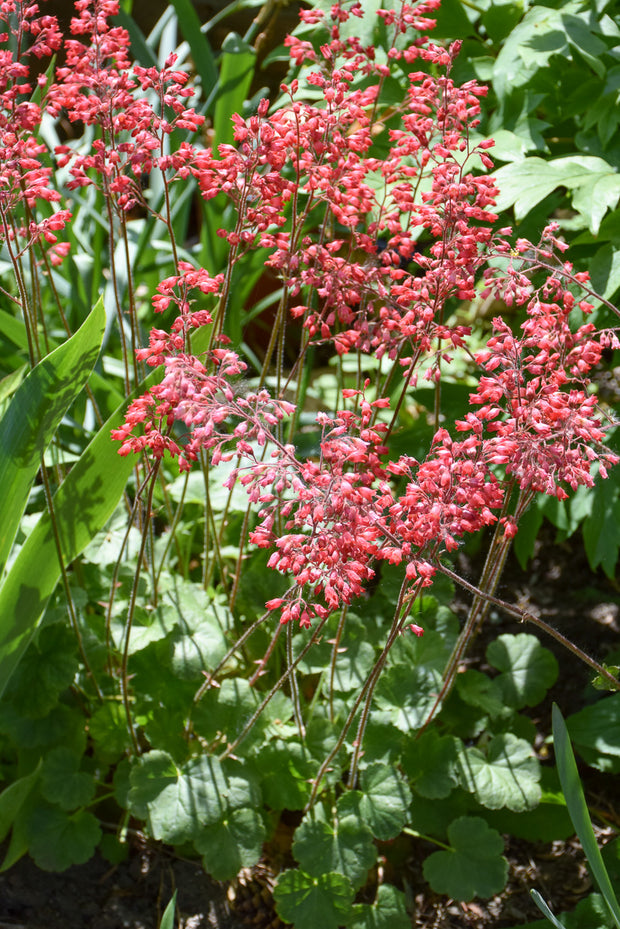 Coral Bells, Firefly
