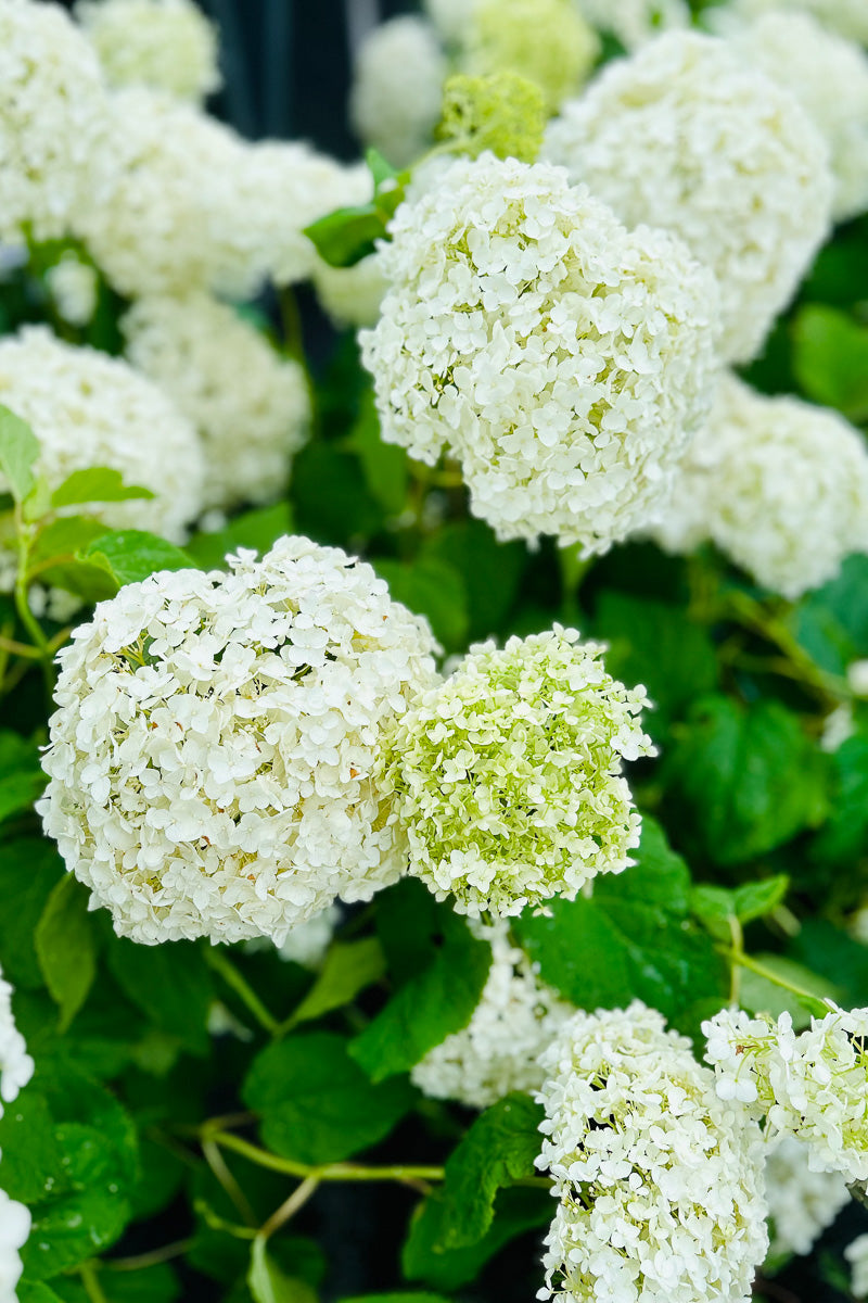 Hydrangea, Annabelle