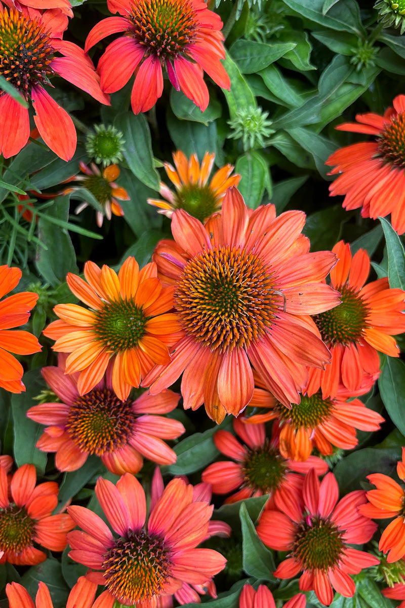 Coneflower, Sombrero Adobe