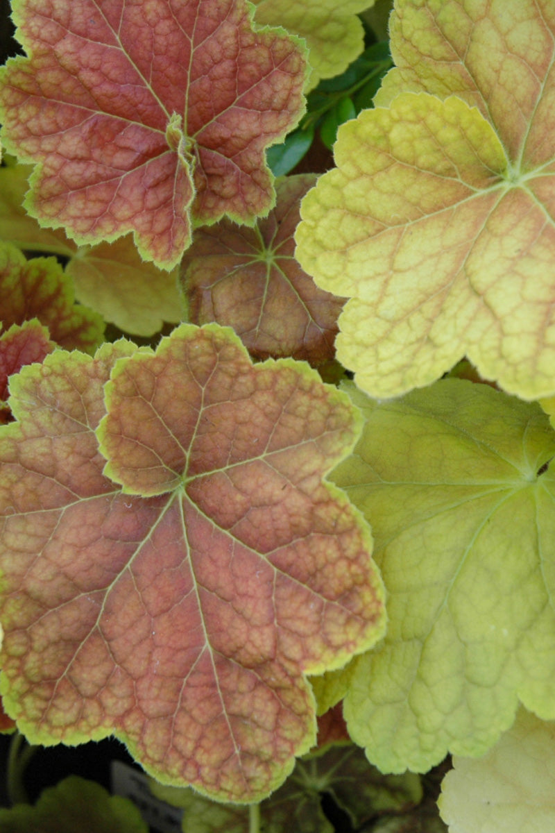 Coral Bells, Tiramisu