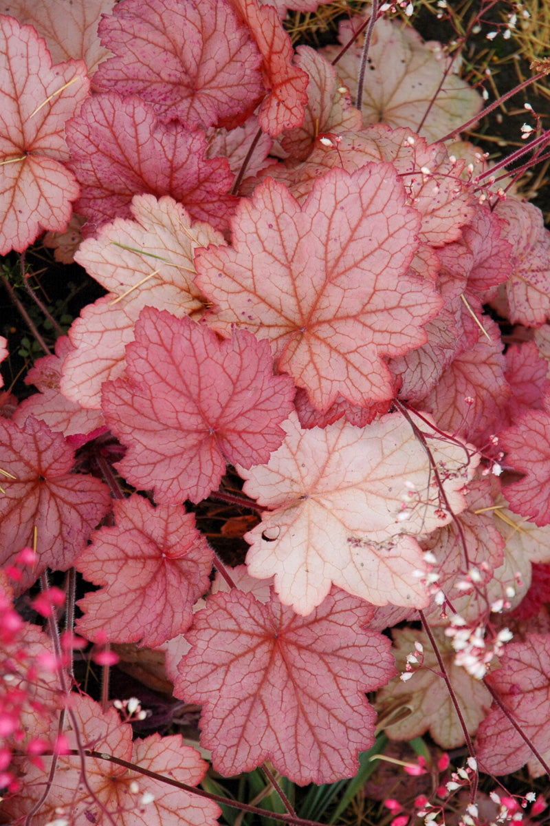 Coral Bells, Georgia Peach