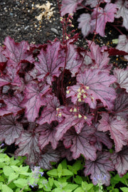 Heuchera, Spellbound