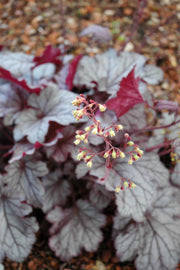 Heuchera, Spellbound