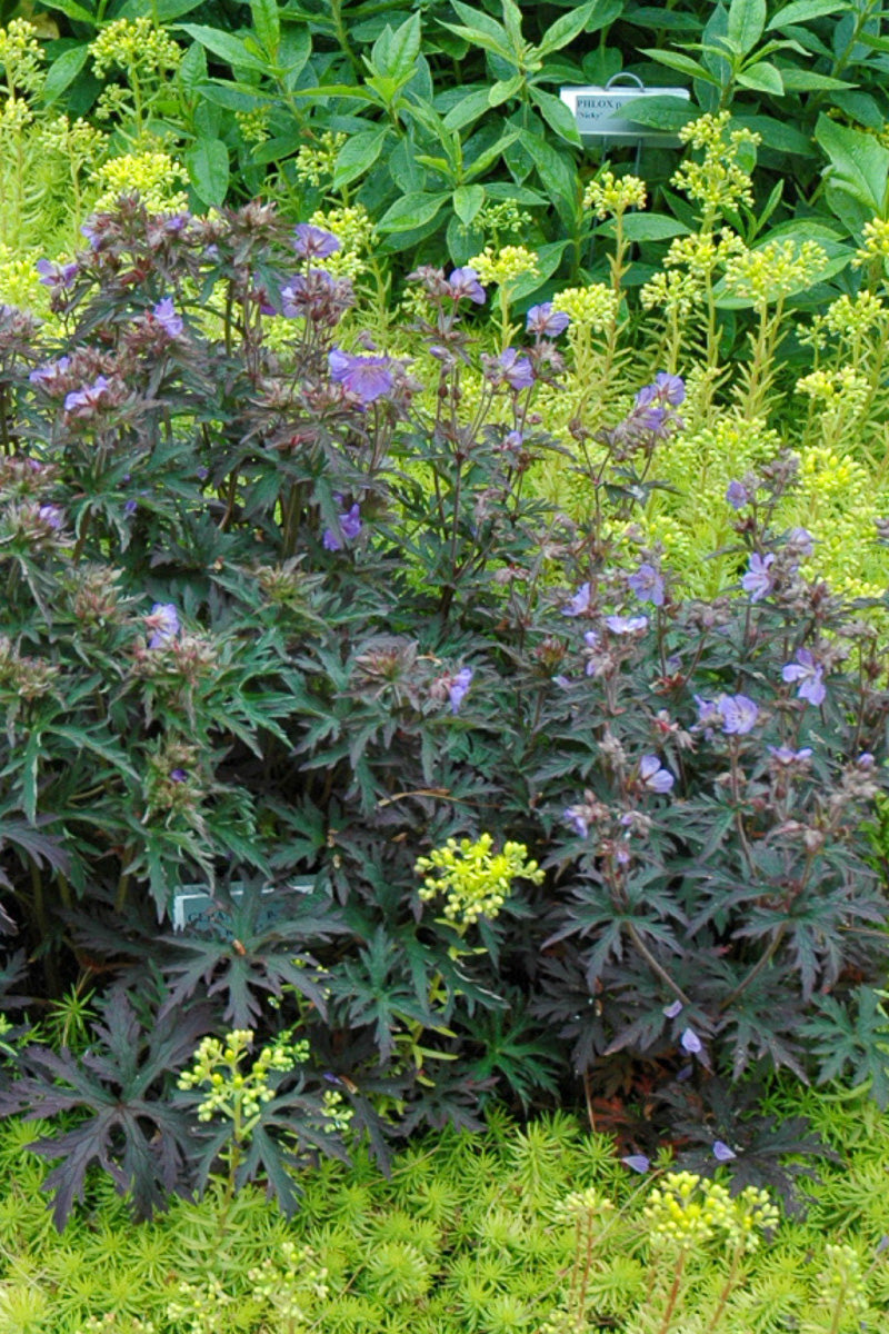 Hardy Geranium, Dark Ritter