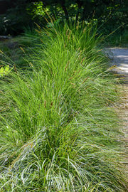 Grass, Autumn Moor