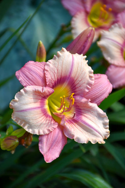 Daylily, Stephanie Returns