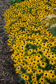 Black-Eyed Susan, Little Goldstar