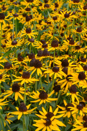 Black-Eyed Susan, Little Goldstar