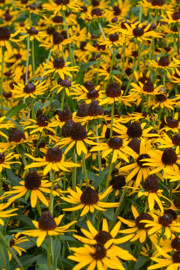 Black-Eyed Susan, Little Goldstar