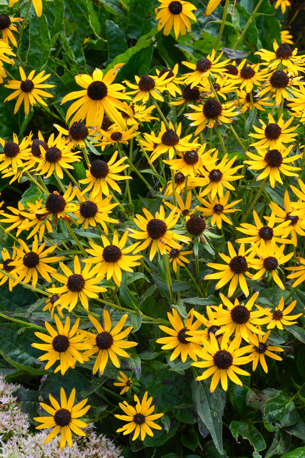 Black-Eyed Susan, Little Goldstar