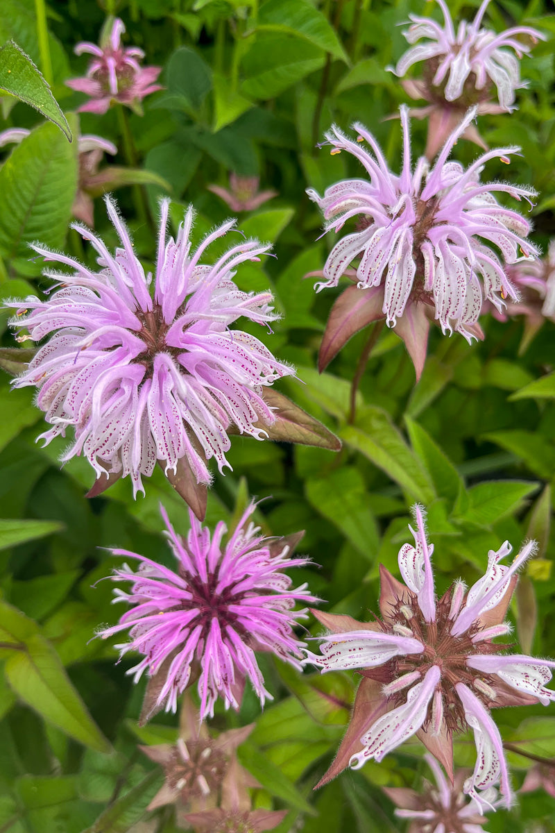 Bee Balm, Eastern