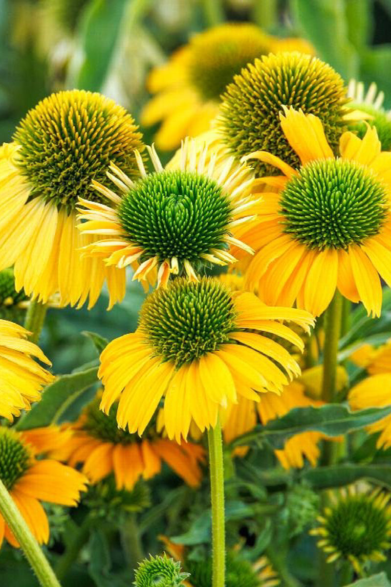 Coneflower, Evolution Sparks