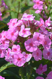 Garden Phlox, Prismatic Pink