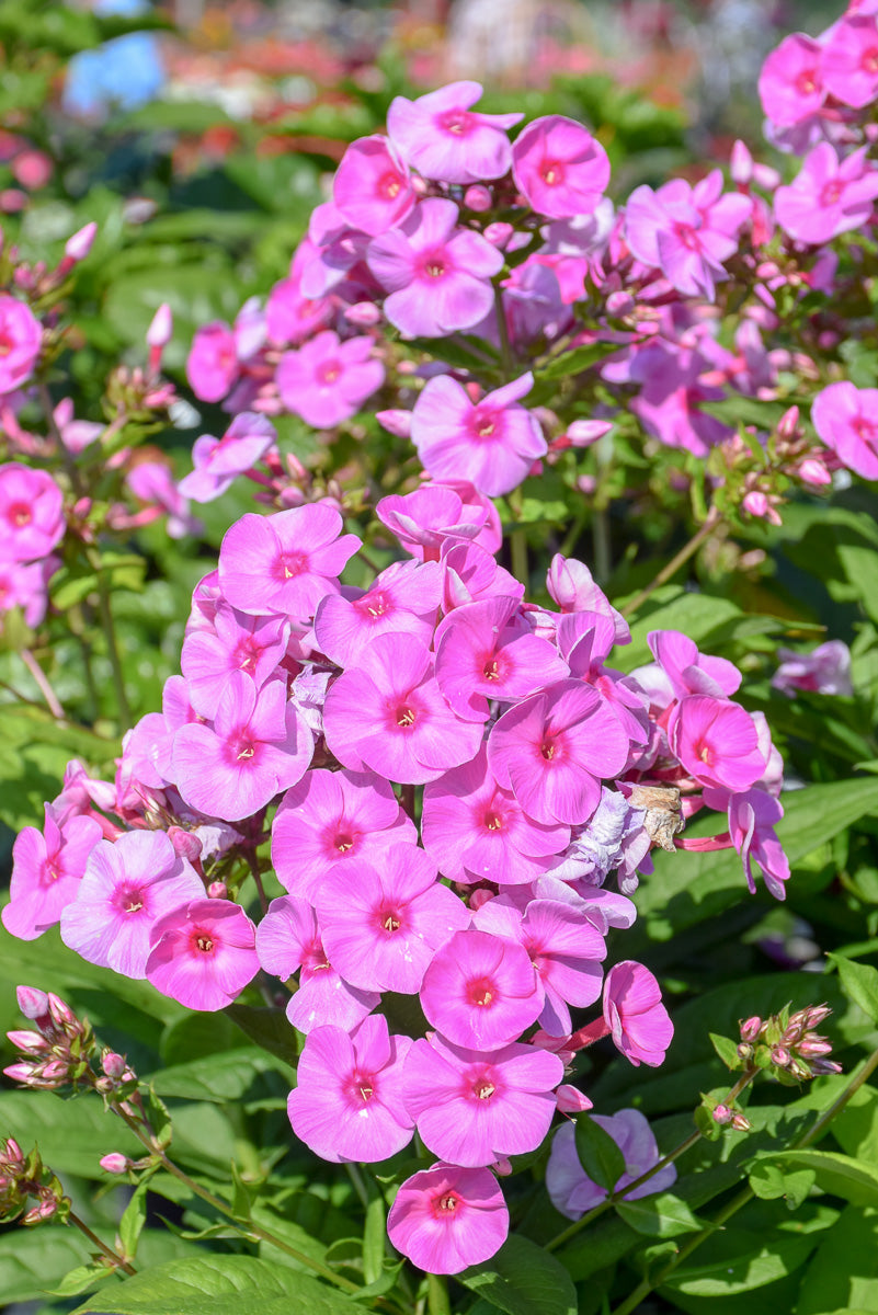 Garden Phlox, Prismatic Pink