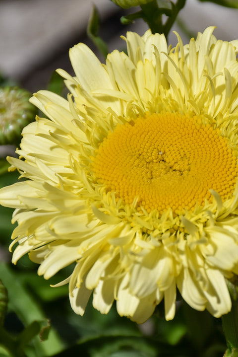 Shasta Daisy, Real Charmer