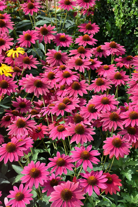 Coneflower, Sombrero Tres