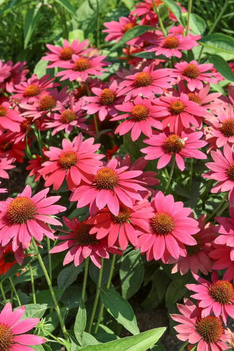 Coneflower, Sombrero Tres