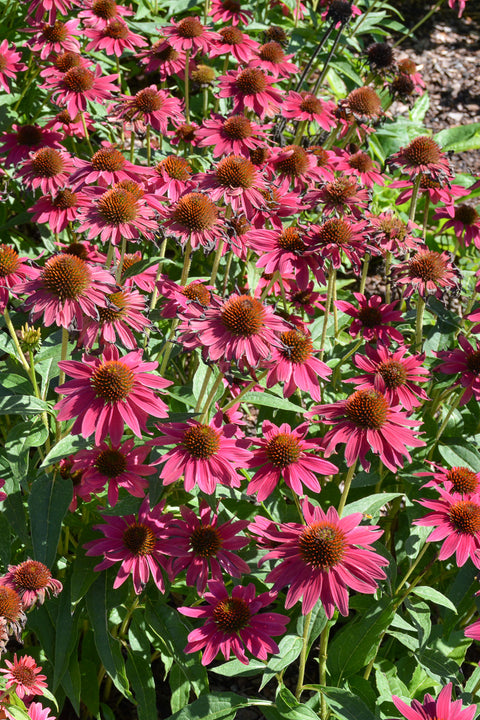 Coneflower, Sombrero Tres