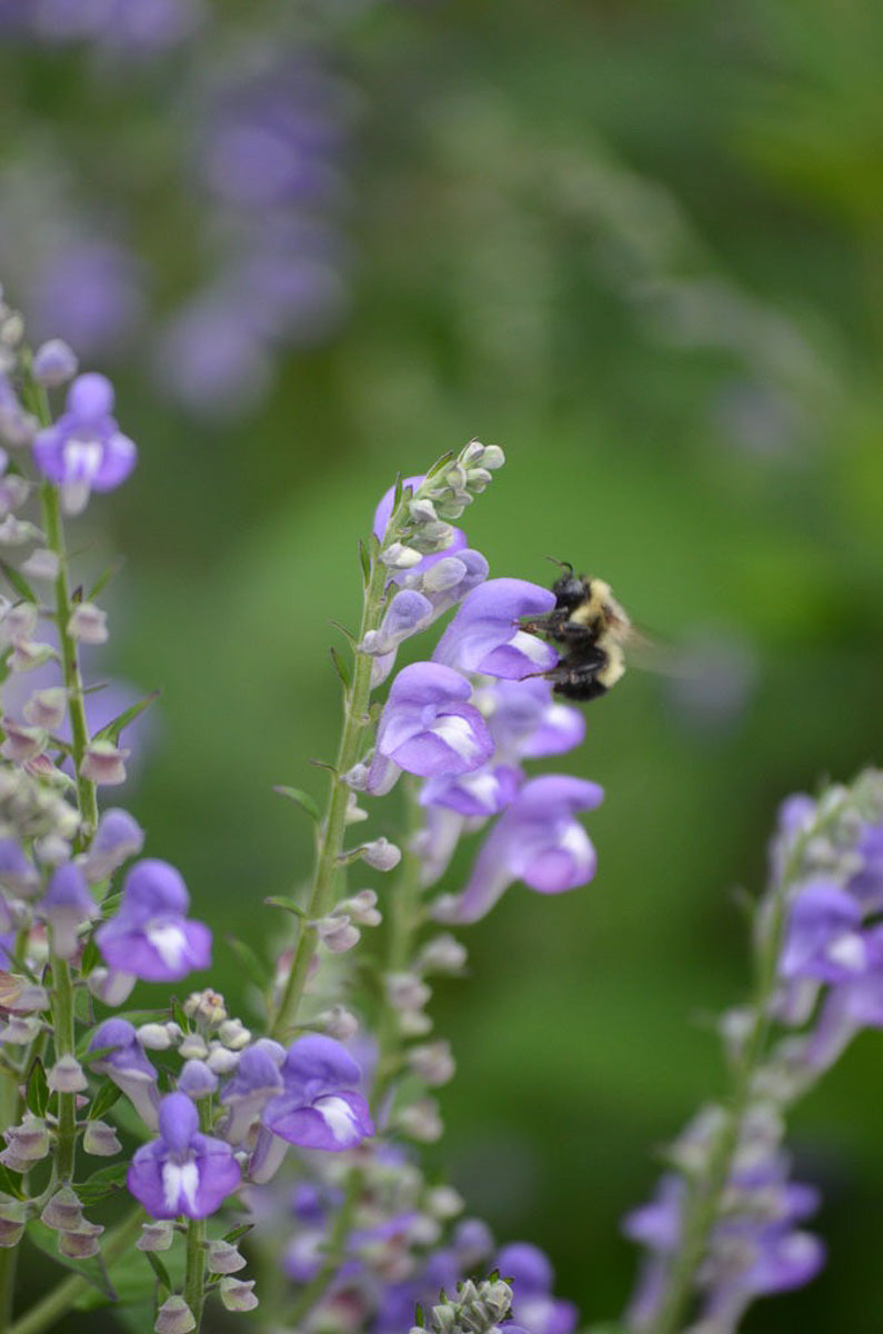 Scutellaria, Hoary Skullcap
