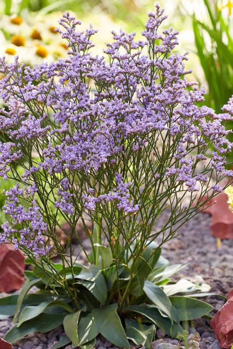 Lamonium, Dazzle Rocks