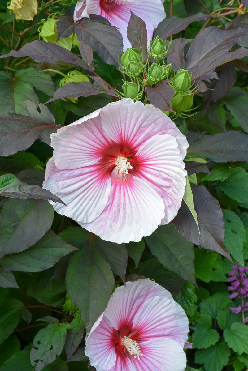 Hibiscus, Dark Mystery