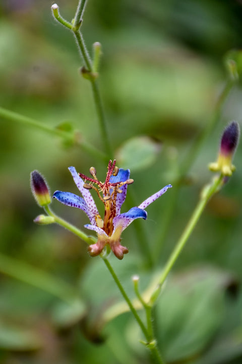 Toad Lily, Dark Beauty