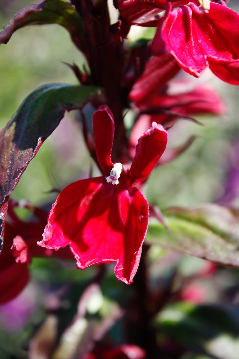 Lobelia, Starship Burgundy
