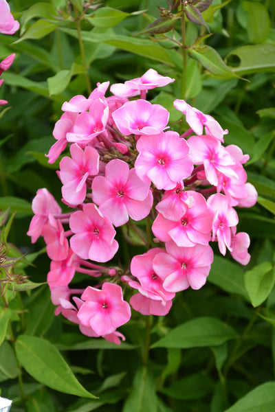 Phlox, Coral Creme Drop