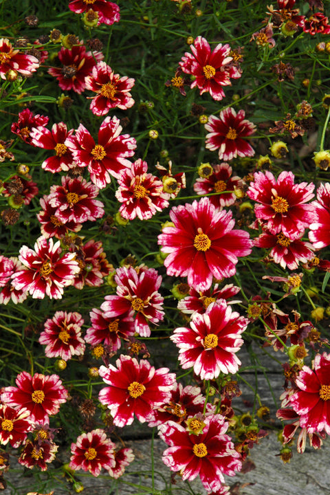 Coreopsis, Ruby Frost