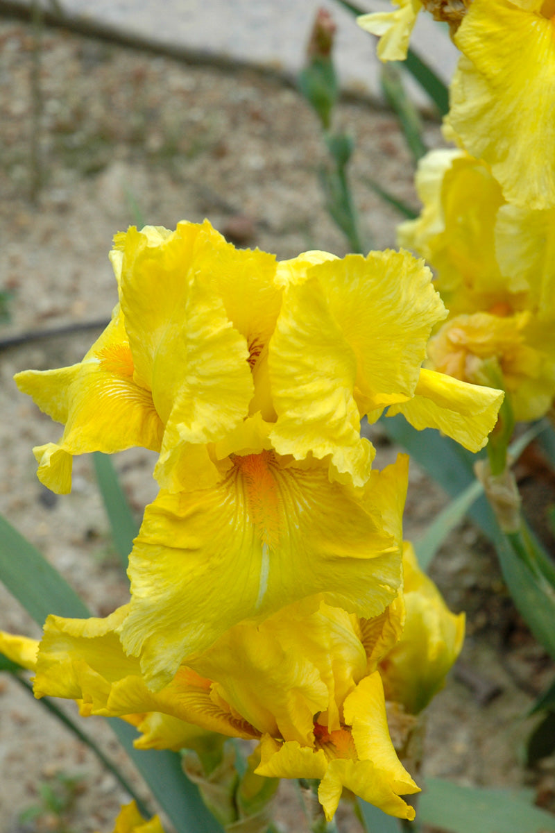 German Iris, Pleasant Peasant